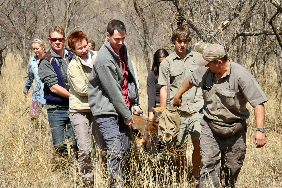 Safaris a Caballo en África. Safari Censo de Vida Silvestre