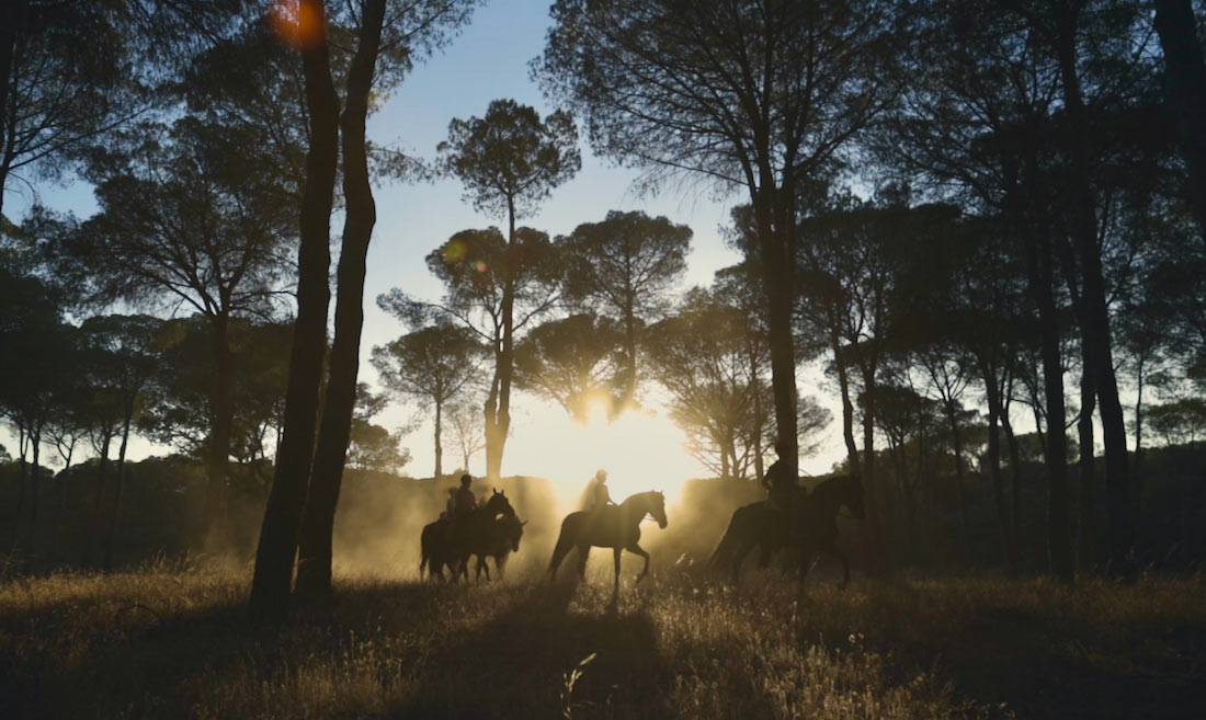 Saca de las Yeguas. Safaria a caballo en Doñana