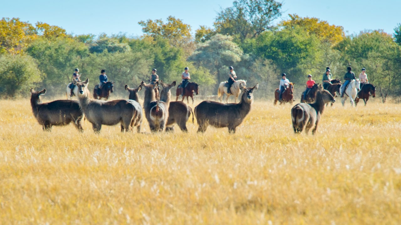 Vacaciones A Caballo En Limpopo, Sudáfrica