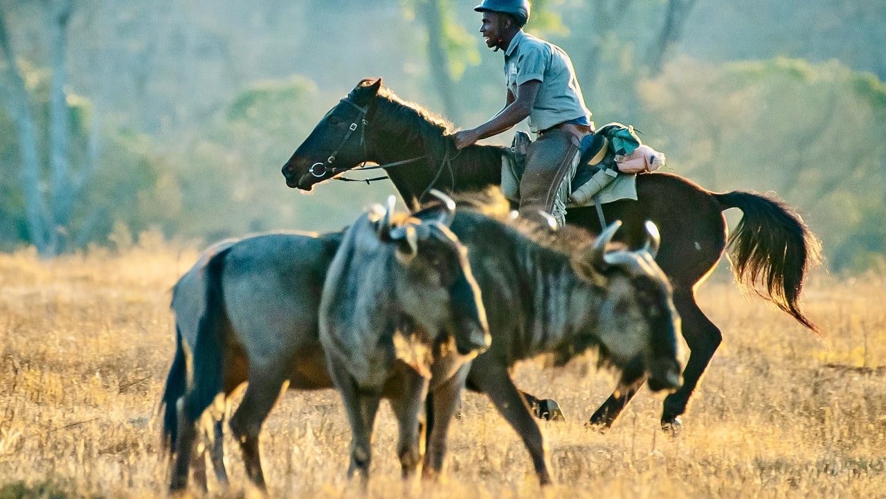 Vacaciones A Caballo En Limpopo, Sudáfrica