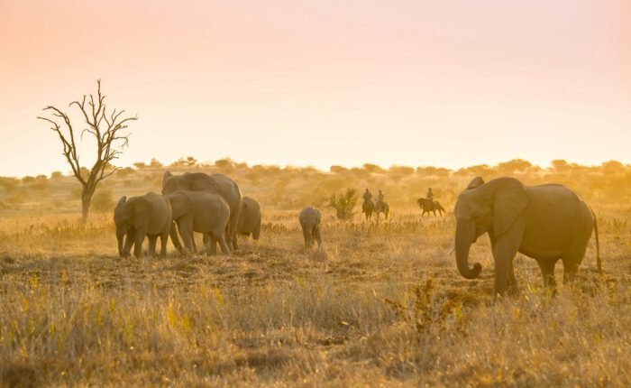 Safari a caballo en Botswana – Tuli & Mashatu