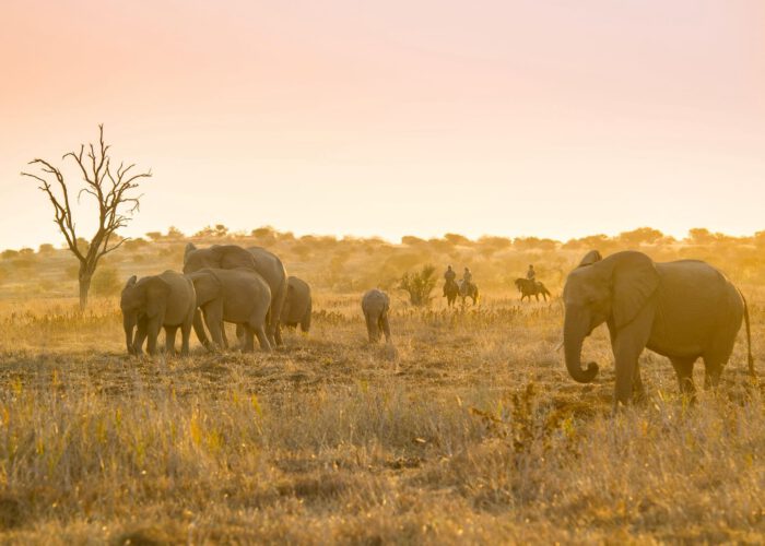 Safari a caballo en Botswana – Tuli & Mashatu